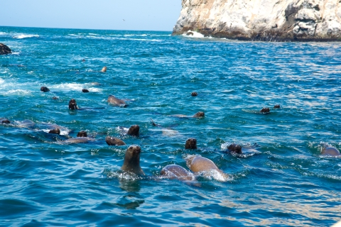Lima: zeeleeuwen zwemmen en cruise op de Palomino-eilanden in het wildTarieven voor alle nationaliteiten - Niet Peruanen
