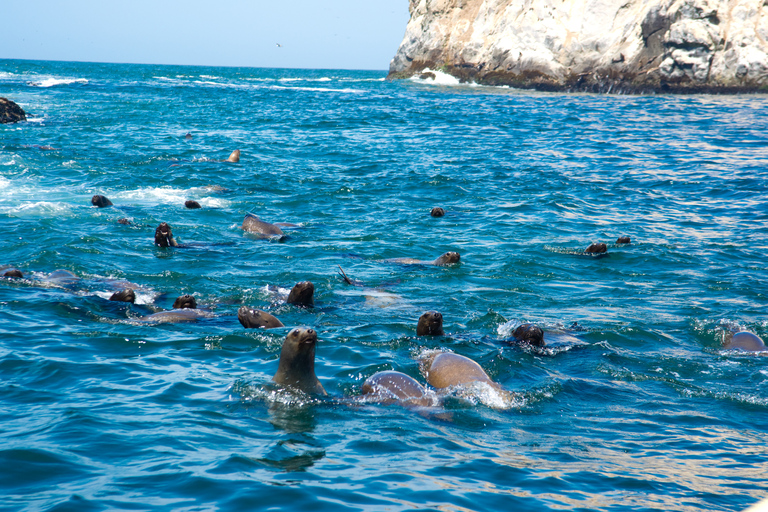 Lima: Sea Lion Swim and Wildlife Palomino Islands CruiseWith Hotel Transfers