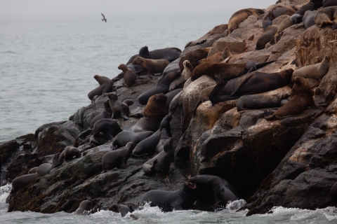 Lima: pływanie lwami morskimi i rejs po wyspach Palomino z dziką przyrodąStawki dla wszystkich narodowości - Nie dla Peruwiańczyków