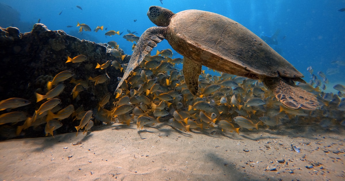 Oahu Electric Beach Guided Snorkeling Tour GetYourGuide