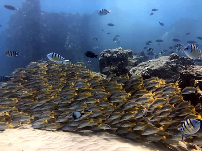 Oahu Electric Beach Guided Snorkeling Tour GetYourGuide