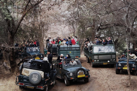 Depuis Jaipur : Safari dans le parc national de Ranthambore avec transferts