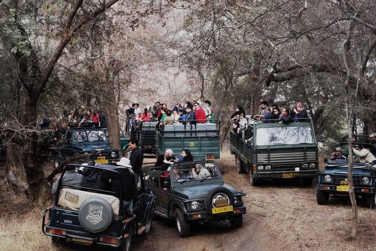 Depuis Jaipur : Safari dans le parc national de Ranthambore avec transferts