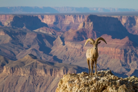 Grand Canyon & Sedona: Selbstgeführte Tour im Bundle