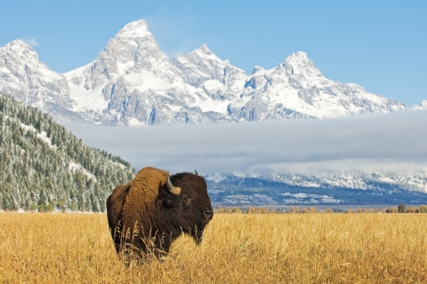 Wyoming: Grand Teton National Park Selbstgeführte Fahrtour