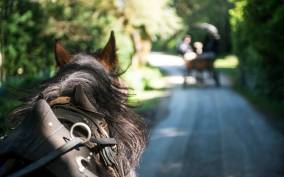 Killarney on Horse & Carriage: 1-Hour Jaunting Car Tour