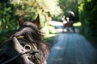 Killarney on Horse & Carriage, 1-Hour Jaunting Car Tour - Housity