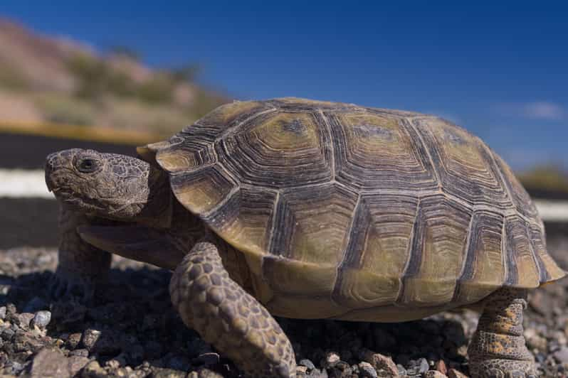 Death Valley: National Park Self-Guided Driving Tour | GetYourGuide