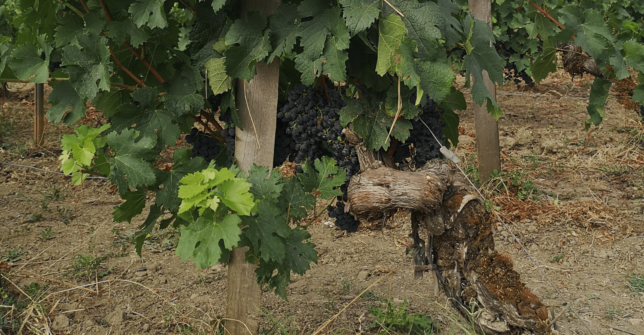 Da Bordeaux, escursione di mezza giornata a Saint-Émilion con degustazione di vini - Hizvo