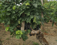 Da Bordeaux, escursione di mezza giornata a Saint-Émilion con degustazione di vini - Hizvo