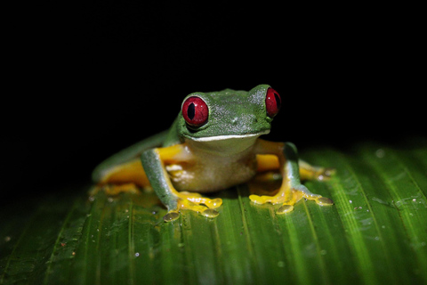 Manuel Antonio Night Jungle Tour Private Tour