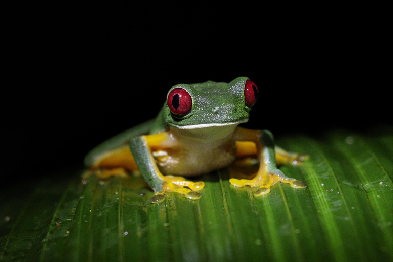 Manuel Antonio Night Jungle Tour Private Tour