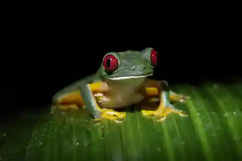 Manuel Antonio Night Jungle Tour