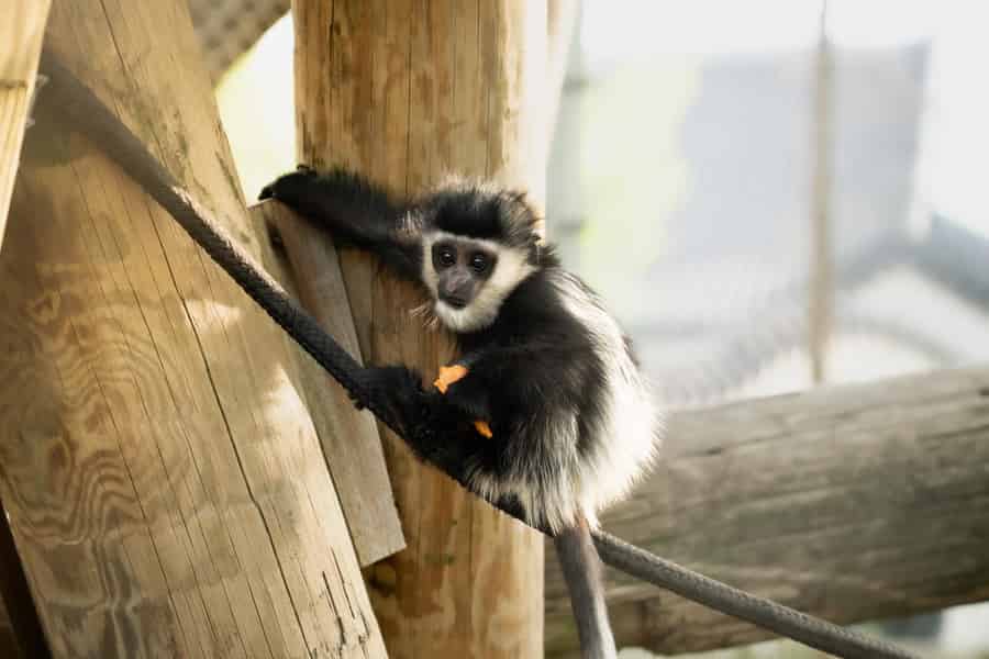 Eintrittskarte für den Memphis Zoo. Foto: GetYourGuide