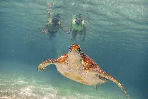 Riviera Maya: Turtles and Cenote Snorkeling Tour