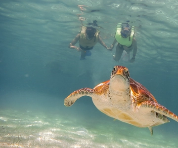 Riviera Maya: Turtles and Cenote Snorkeling Tour