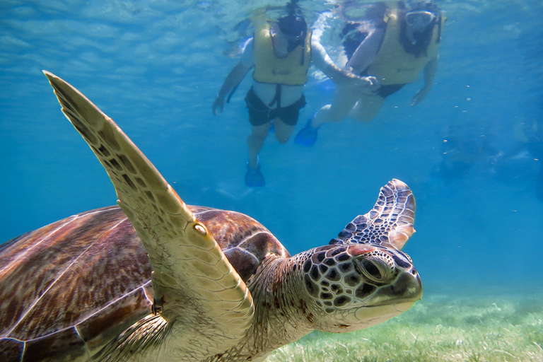 Riviera Maya: Turtles and Cenote Snorkeling Tour