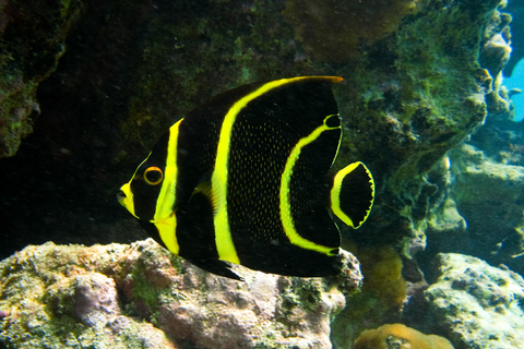 Riviera Maya: Snorkeling z żółwiami i cenotami