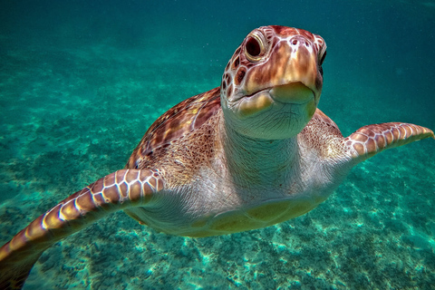 Riviera Maya: schildpadden- en Cenote-snorkeltour