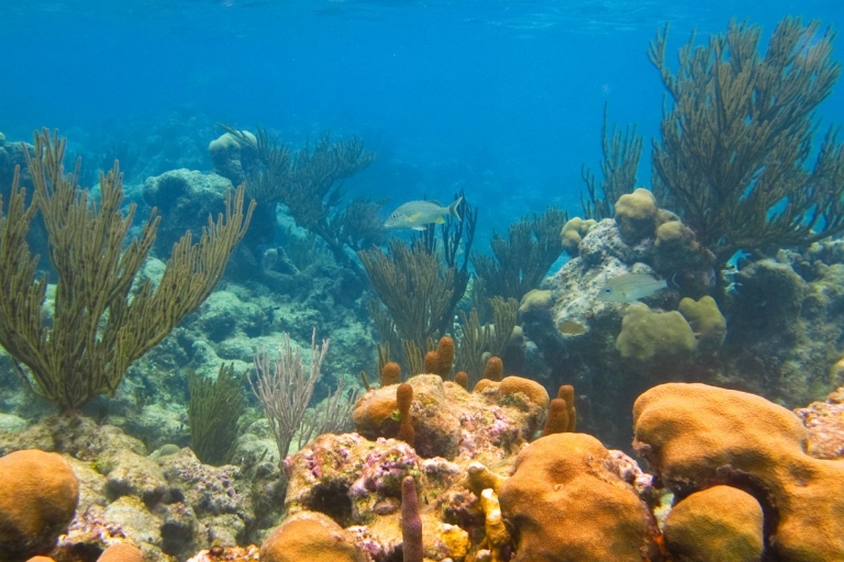Riviera Maya: excursion de plongée en apnée avec tortues et cénote