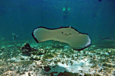 Riviera Maya: Snorkeling z żółwiami i cenotami