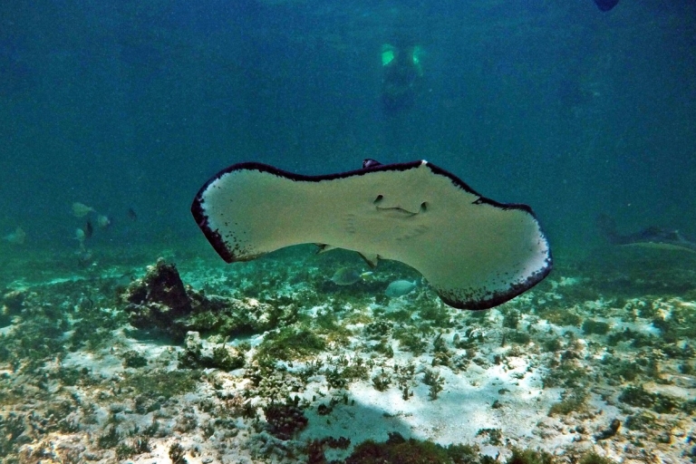 Riviera Maya: excursion de plongée en apnée avec tortues et cénote