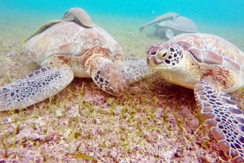 Riviera Maya: schildpadden- en Cenote-snorkeltour