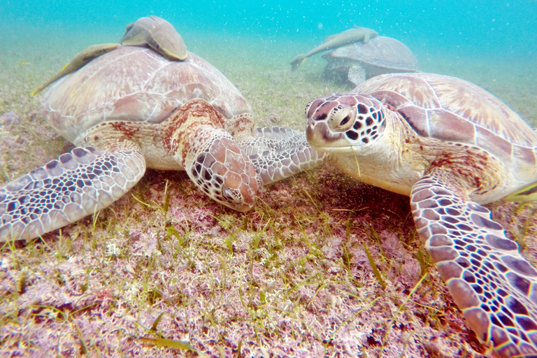 Riviera Maya: excursion de plongée en apnée avec tortues et cénote