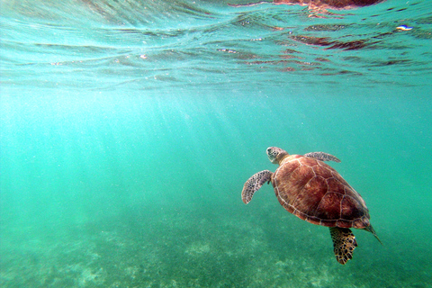 Riviera Maya: excursion de plongée en apnée avec tortues et cénote