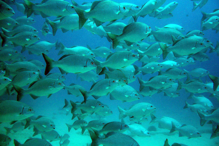 Riviera Maya: tour de esnórquel con tortugas y cenotes