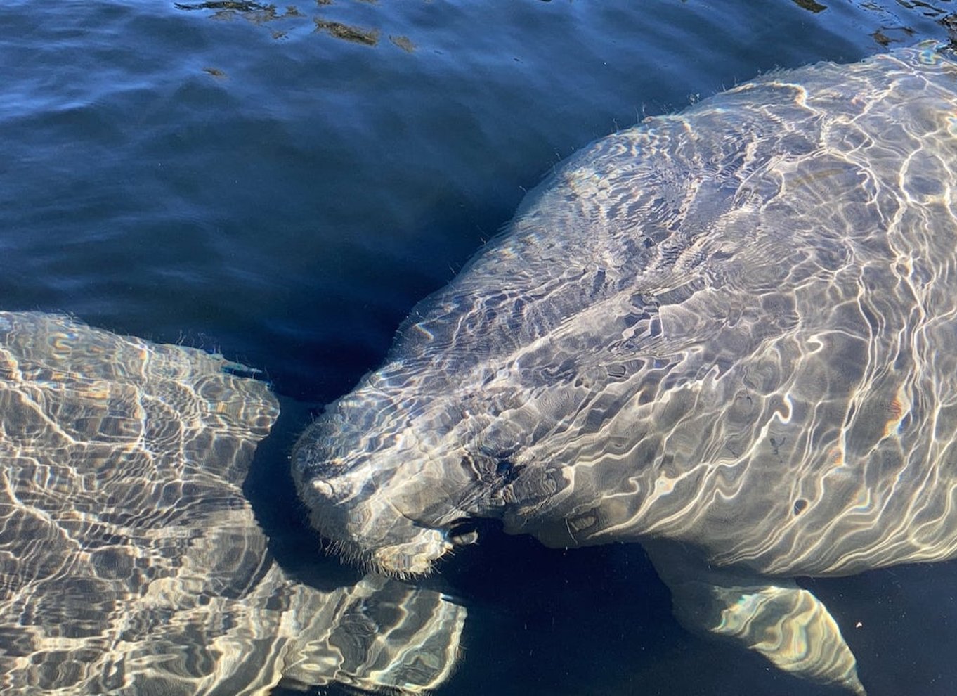Fort Myers: Guidet Standup Paddleboarding eller Kajak tur