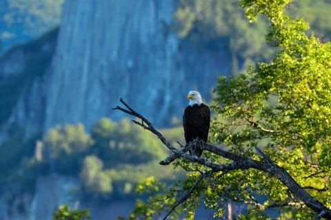 4-hour Seward Wilderness Hiking from Seward, Alaska