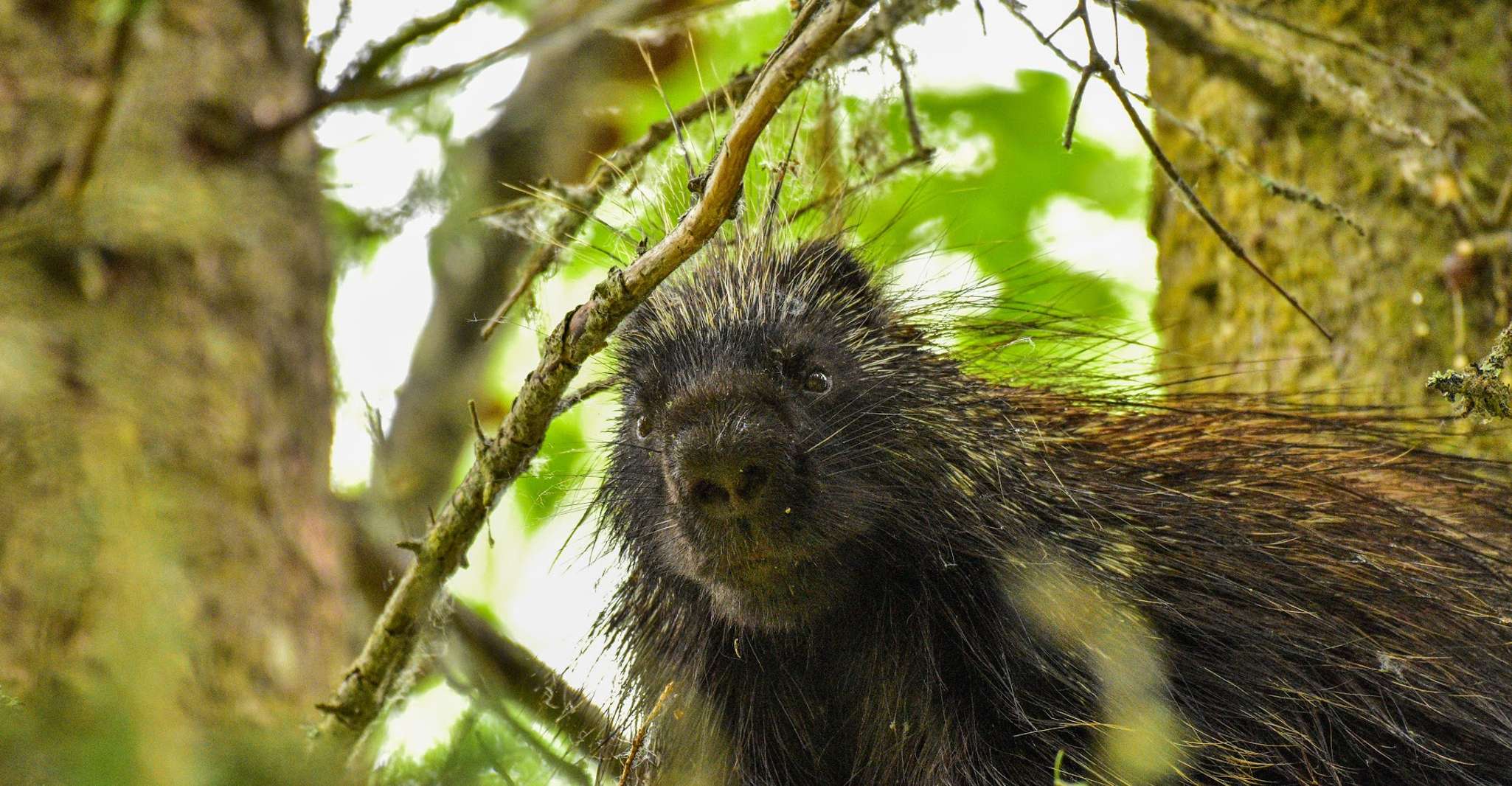 De Seward, 4 heures de randonnée dans la nature - Hizvo