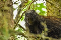 De Seward, 4 heures de randonnée dans la nature - Hizvo