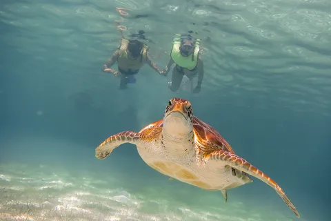 Cancun: Tartarugas Akumal e Cenote Snorkeling Tour