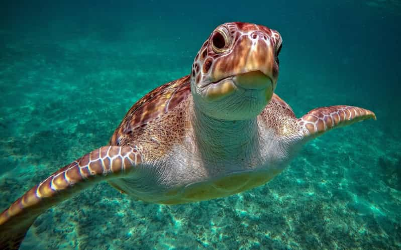 mexico cancun swimming with turtles