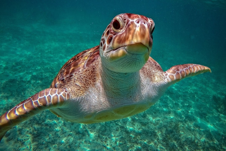 Cancún: Tour de esnórquel con tortugas y cenotes en Akumal