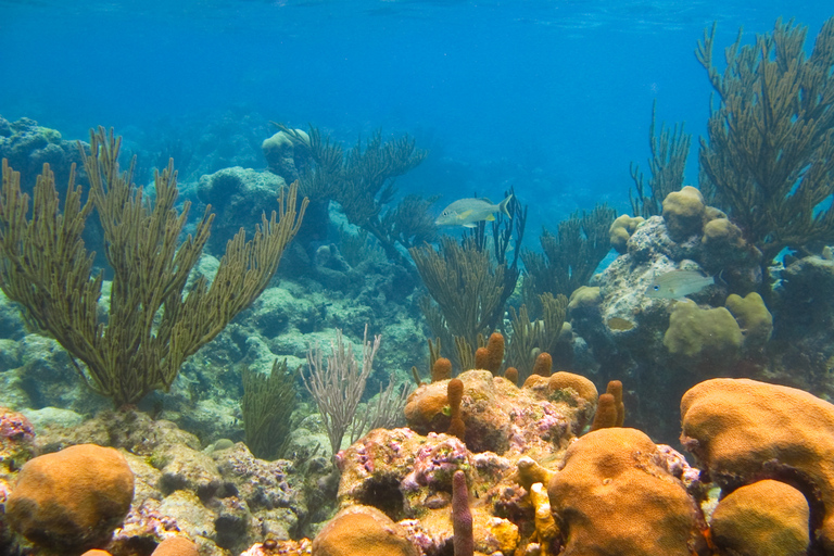 Cancún: Tour de esnórquel con tortugas y cenotes en Akumal