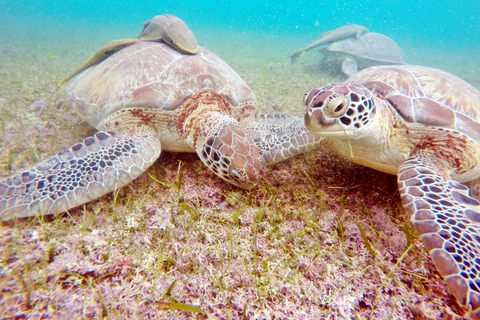 Cancun: Akumal Turtles and Cenote Snorkeling Tour