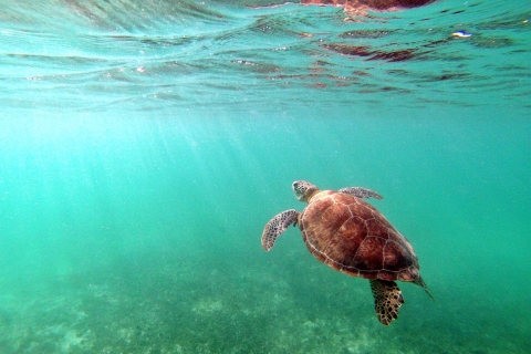 Cancun: Akumal Schildkröten und Cenote Schnorcheln Tour