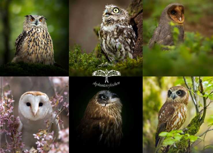 Frechen: Private Guided Night Walking Tour with Owls