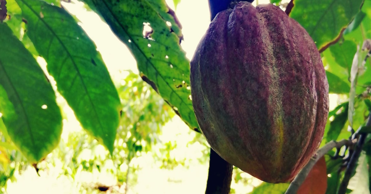 From Puerto Plata Dominican Cocoa, Coffee, & Culture Tour GetYourGuide