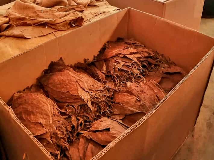 From Puerto Plata Dominican Cocoa, Coffee, & Culture Tour GetYourGuide