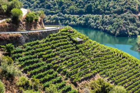 From Lugo: Ribeira Sacra and Sil Canyons with Wine Tasting