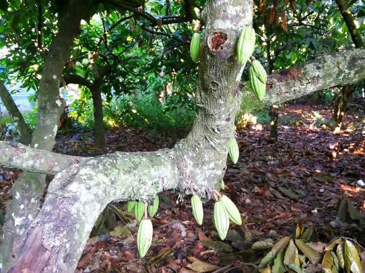 From Puerto Plata Dominican Cocoa, Coffee, & Culture Tour GetYourGuide