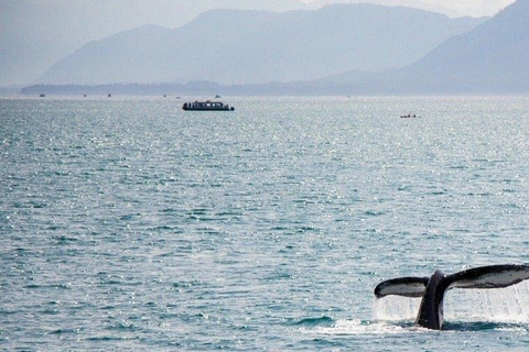 Los Cabos: Whale Watching Glass-Bottom Boat Tour Catamaran Boat Tour