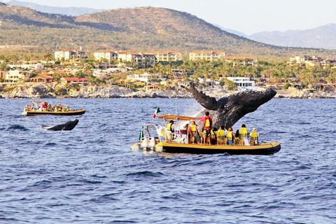 Los Cabos: Whale Watching Glass-Bottom Boat Tour Catamaran Boat Tour