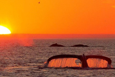 Los Cabos: Whale Watching Glass-Bottom Boat Tour Catamaran Boat Tour