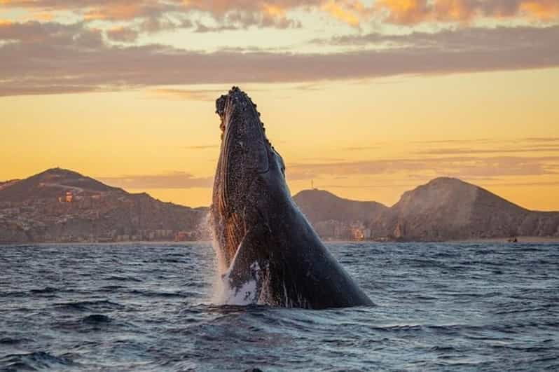 Los Cabos Tour Di Osservazione Delle Balene Grigie In Barca Con Fondo