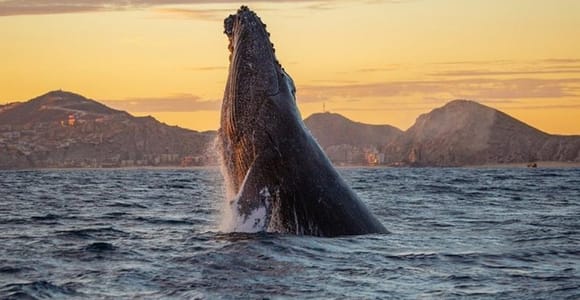 Los Cabos: Whale Watching Glass-Bottom Boat Tour